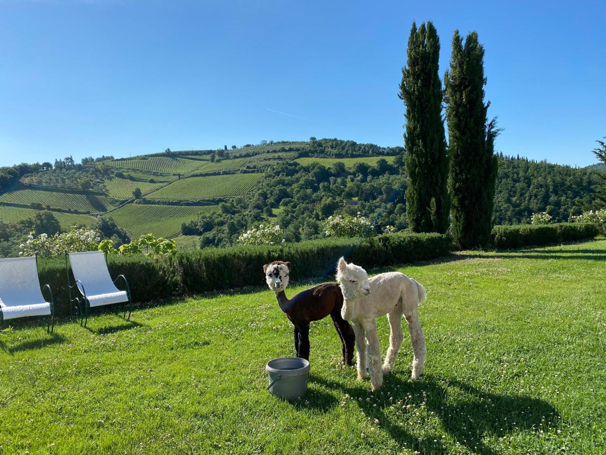 Villa Rignana Chianti Estate, Pool, Tennis,Cook Greve in Chianti Eksteriør billede